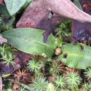 Chiloglottis sp. at Acton, ACT - suppressed