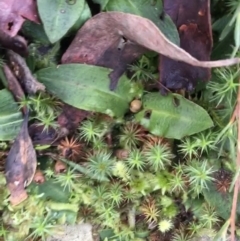 Chiloglottis sp. at Acton, ACT - suppressed