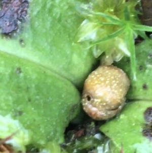 Chiloglottis sp. at Acton, ACT - suppressed