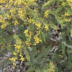 Acacia cardiophylla at Dalton, NSW - 8 Aug 2021