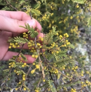 Acacia cardiophylla at Dalton, NSW - 8 Aug 2021