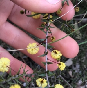 Acacia gunnii at Dalton, NSW - 8 Aug 2021