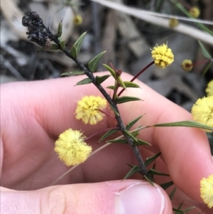 Acacia gunnii at Dalton, NSW - 8 Aug 2021