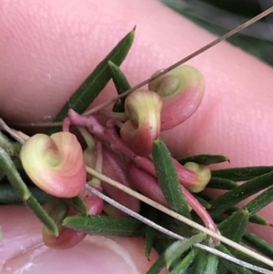 Grevillea sp. at Dalton, NSW - 8 Aug 2021