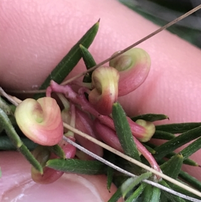 Grevillea sp. (Grevillea) at Dalton, NSW - 8 Aug 2021 by Ned_Johnston