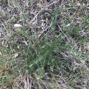 Grevillea sp. at Dalton, NSW - 8 Aug 2021