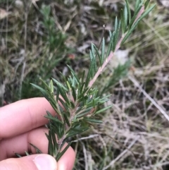 Grevillea sp. at Dalton, NSW - 8 Aug 2021