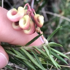 Grevillea sp. at Dalton, NSW - 8 Aug 2021