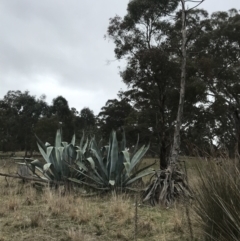 Agave americana (Century Plant) at Gunning, NSW - 8 Aug 2021 by NedJohnston