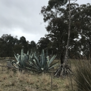 Agave americana at Gunning, NSW - 8 Aug 2021