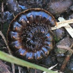 Diplopoda (class) (Unidentified millipede) at Holt, ACT - 10 Aug 2021 by Ned_Johnston