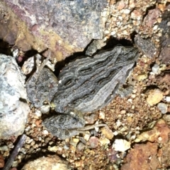 Crinia sp. (genus) (A froglet) at Hackett, ACT - 11 Aug 2021 by NedJohnston