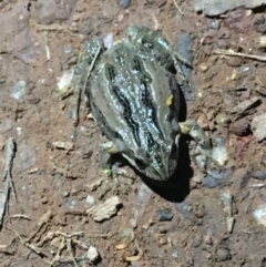 Crinia sp. (genus) (A froglet) at Downer, ACT - 11 Aug 2021 by NedJohnston
