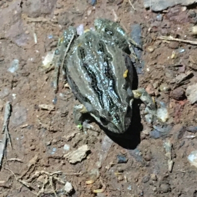 Crinia sp. (genus) (A froglet) at Downer, ACT - 11 Aug 2021 by NedJohnston