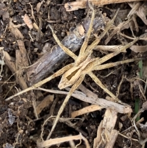 Argoctenus sp. (genus) at Murrumbateman, NSW - 11 Aug 2021