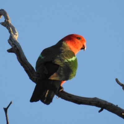 Alisterus scapularis (Australian King-Parrot) at Kambah, ACT - 12 Aug 2021 by HelenCross