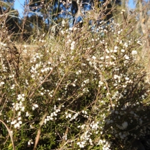 Cryptandra amara at Tuggeranong DC, ACT - suppressed