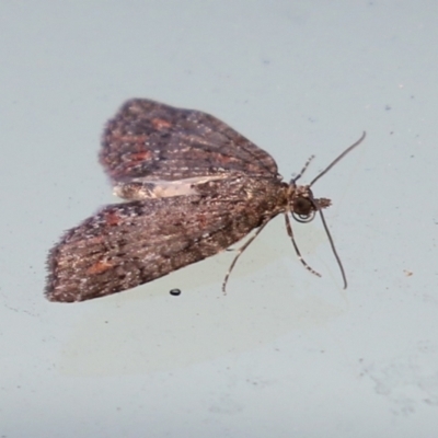 Microdes squamulata (Dark-grey Carpet) at Molonglo Valley, ACT - 12 Aug 2021 by RodDeb