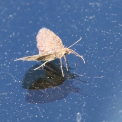 Microdes squamulata at Molonglo Valley, ACT - 12 Aug 2021