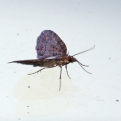 Microdes squamulata at Molonglo Valley, ACT - 12 Aug 2021