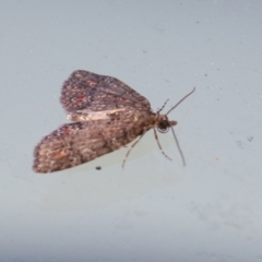 Microdes squamulata at Molonglo Valley, ACT - 12 Aug 2021