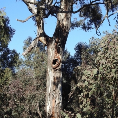 Eucalyptus melliodora (Yellow Box) at Tuggeranong DC, ACT - 12 Aug 2021 by HelenCross