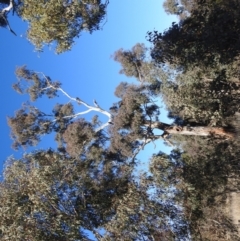 Eucalyptus melliodora at Lions Youth Haven - Westwood Farm A.C.T. - 12 Aug 2021