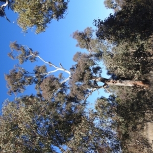 Eucalyptus melliodora at Lions Youth Haven - Westwood Farm A.C.T. - suppressed