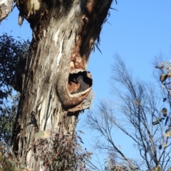 Eucalyptus melliodora at Lions Youth Haven - Westwood Farm A.C.T. - 12 Aug 2021