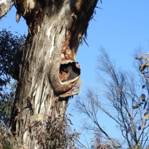 Eucalyptus melliodora at Lions Youth Haven - Westwood Farm A.C.T. - 12 Aug 2021