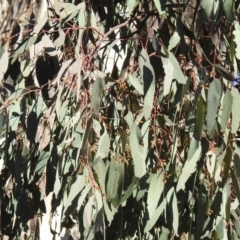 Eucalyptus melliodora at Lions Youth Haven - Westwood Farm A.C.T. - suppressed