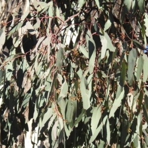 Eucalyptus melliodora at Lions Youth Haven - Westwood Farm A.C.T. - suppressed