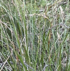 Lepidosperma laterale at Downer, ACT - 12 Aug 2021