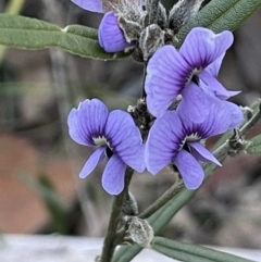 Hovea heterophylla (Common Hovea) at Downer, ACT - 12 Aug 2021 by JaneR