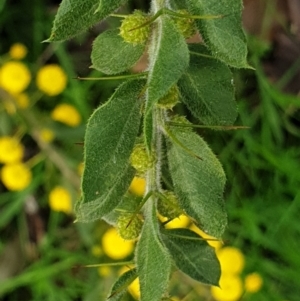 Acacia paradoxa at Cavan, NSW - 11 Aug 2021