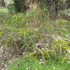 Acacia paradoxa at Cavan, NSW - 11 Aug 2021