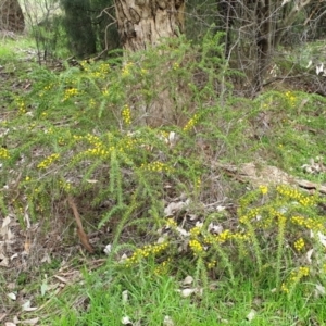 Acacia paradoxa at Cavan, NSW - 11 Aug 2021