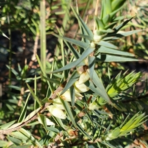 Melichrus urceolatus at Cook, ACT - 10 Aug 2021