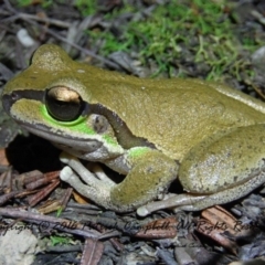 Litoria citropa (Blue Mountains Tree Frog) at Woodford, NSW - 13 Aug 2021 by PatrickCampbell