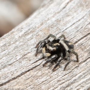 Salpesia sp. (genus) at Downer, ACT - 12 Aug 2021