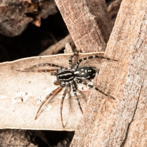 Nyssus coloripes at Downer, ACT - 12 Aug 2021