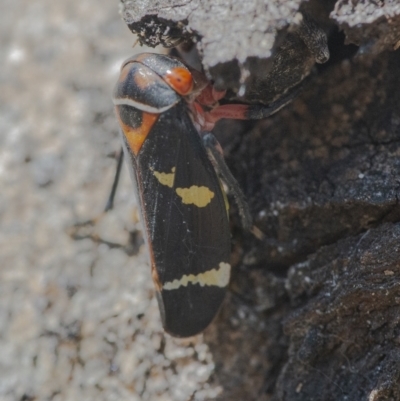 Eurymeloides pulchra (Gumtree hopper) at Googong, NSW - 12 Aug 2021 by WHall