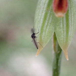 Chironomidae (family) at Paddys River, ACT - 11 Aug 2021