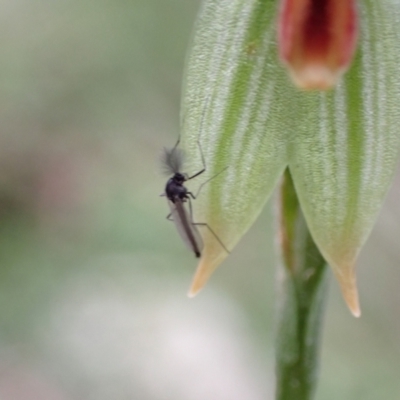 Chironomidae (family) (Non-biting Midge) at Paddys River, ACT - 11 Aug 2021 by AnneG1