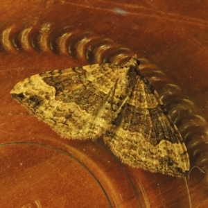 Epyaxa subidaria at Conder, ACT - 19 Jun 2021