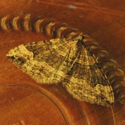 Epyaxa subidaria (Subidaria Moth) at Pollinator-friendly garden Conder - 19 Jun 2021 by michaelb