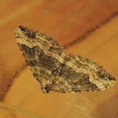 Epyaxa subidaria at Conder, ACT - 19 Jun 2021