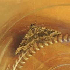 Epyaxa subidaria at Conder, ACT - 19 Jun 2021