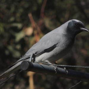 Coracina novaehollandiae at Conder, ACT - 28 May 2021