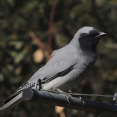 Coracina novaehollandiae at Conder, ACT - 28 May 2021